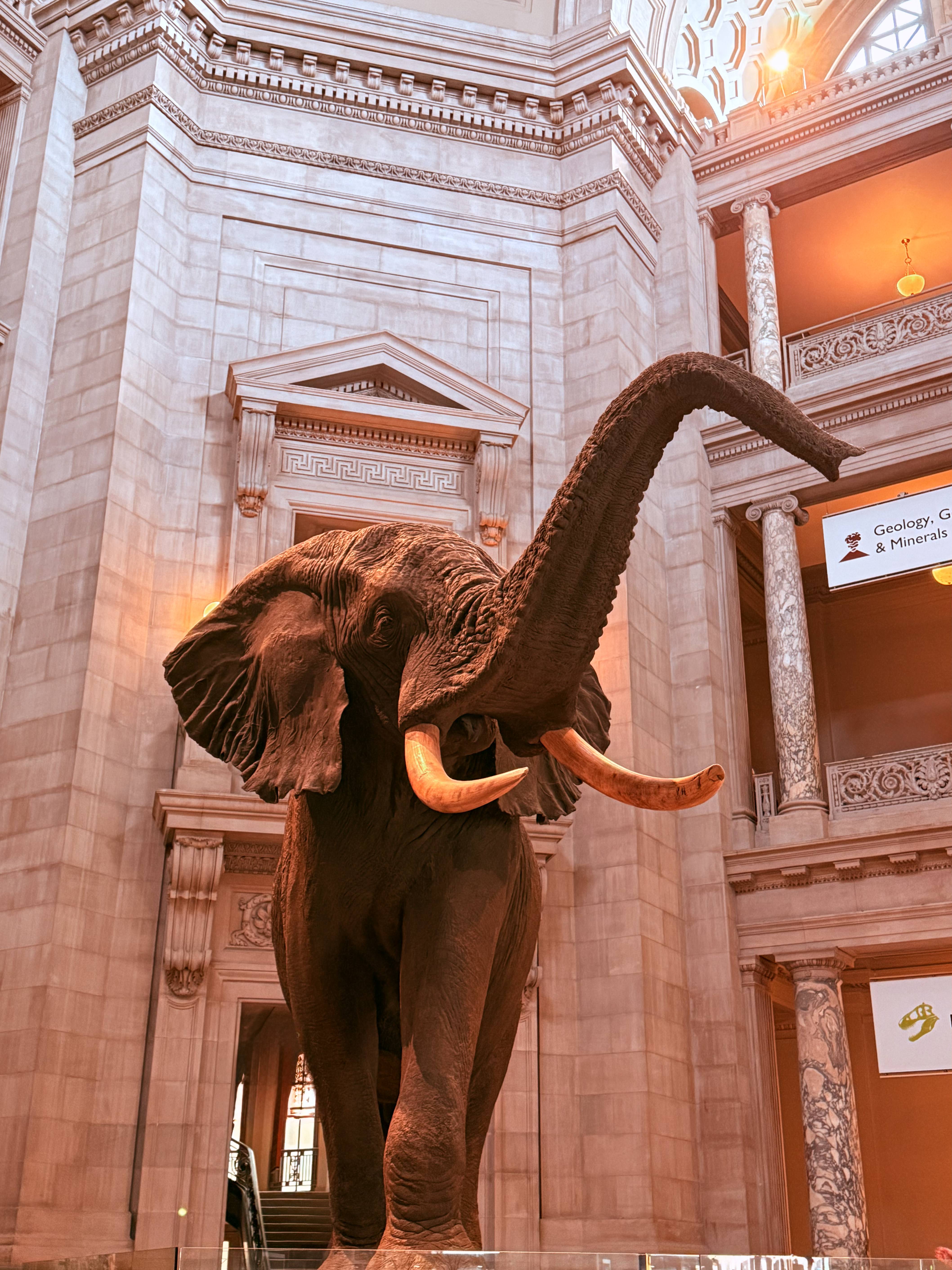 Elephant in the Room